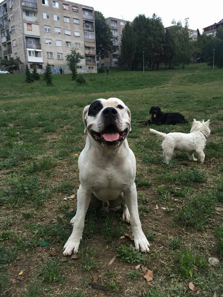 22007365_1917295594954064_2851280672984718138_n