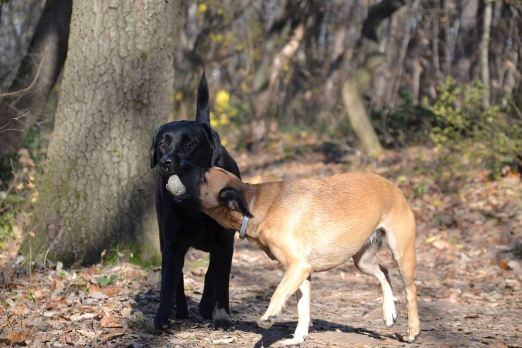 24623400_10156052348939446_988378898_o