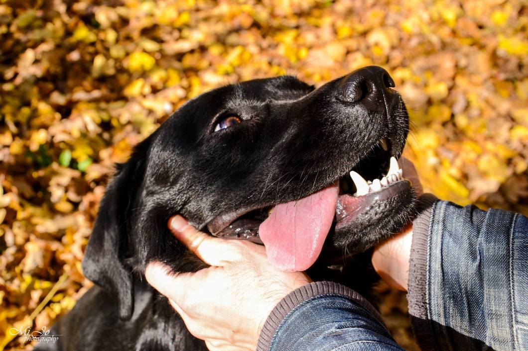 24623571_10156052356699446_950820764_o